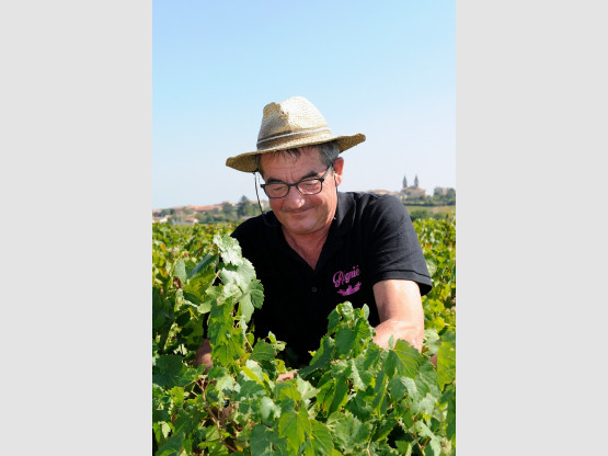 Les vendanges 2019...la promesse d'un beau millésime