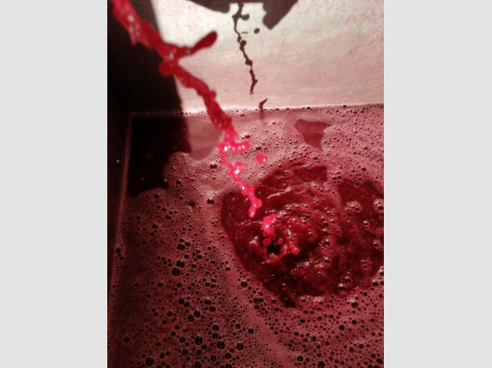 Les vendanges 2019...la promesse d'un beau millésime