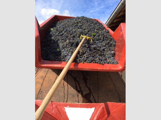 Grape-picking goes ahead, despite the bad weather…