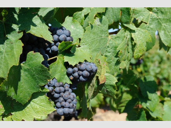 Au Domaine, on prépare les vendanges