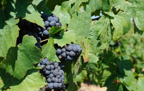 Au Domaine, on prépare les vendanges