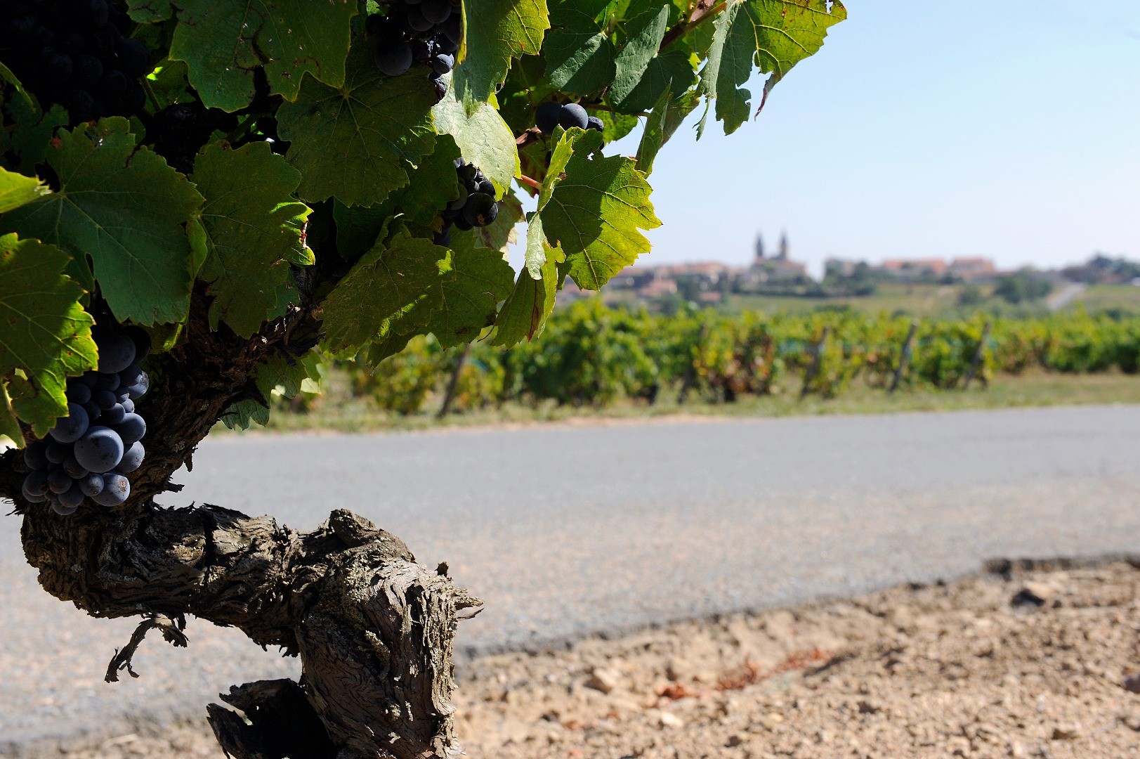 Vignerons de père en fils depuis 5 générations